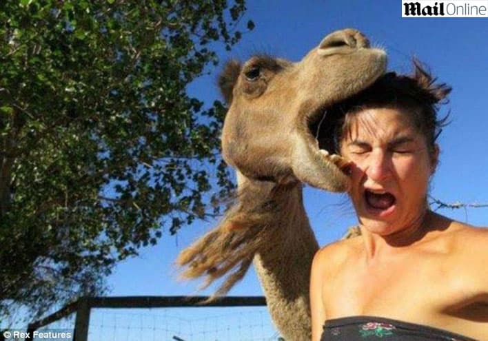 Animais se revoltam na hora das fotos e ‘atacam’ os humanos em cliques engraçados