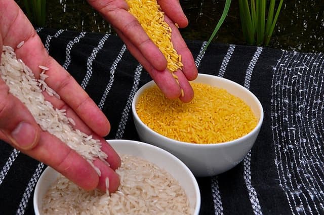 Primeiro arroz transgênico pode chegar às prateleiras em 2016