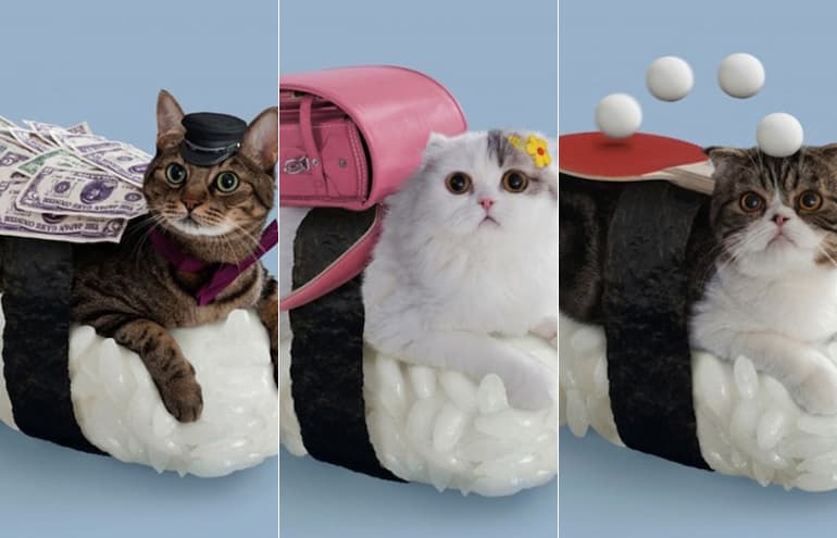 Empresa japonesa veste gatos como se eles fossem sushis
