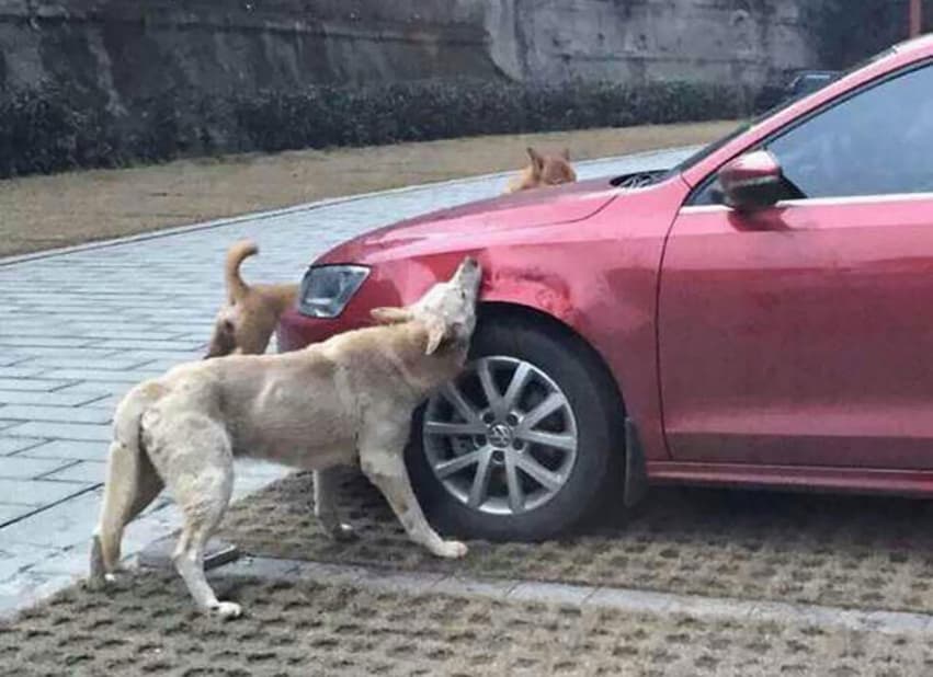 Mexe com quem tá quieto, vai. Vira-lata chama matilha para se vingar de homem que o chutou