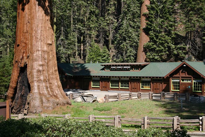 Sequoia gigante