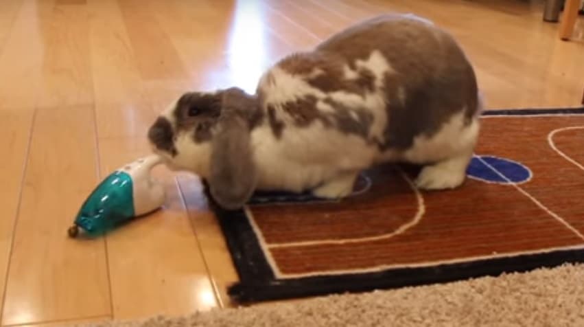 Sensacional! Esse coelho recolhe as próprias fezes com um aspirador de pó